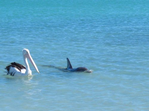 Australia-2017-13