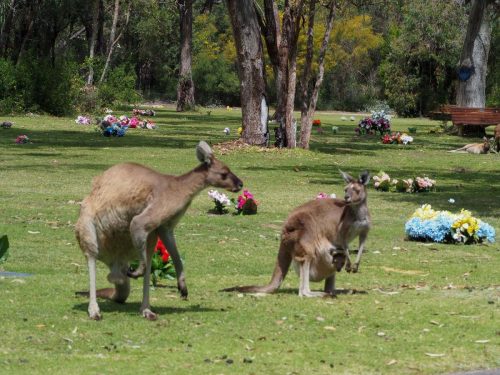 Australia-2017-2